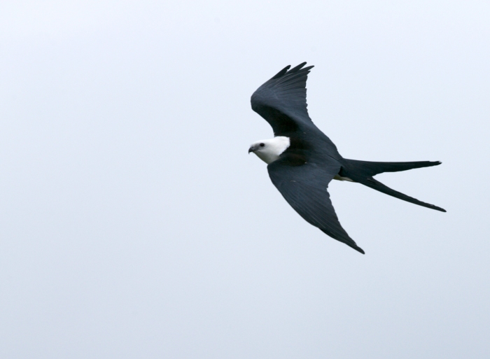 Swallow-tailed Kite, crest of the Andes, Ecuador