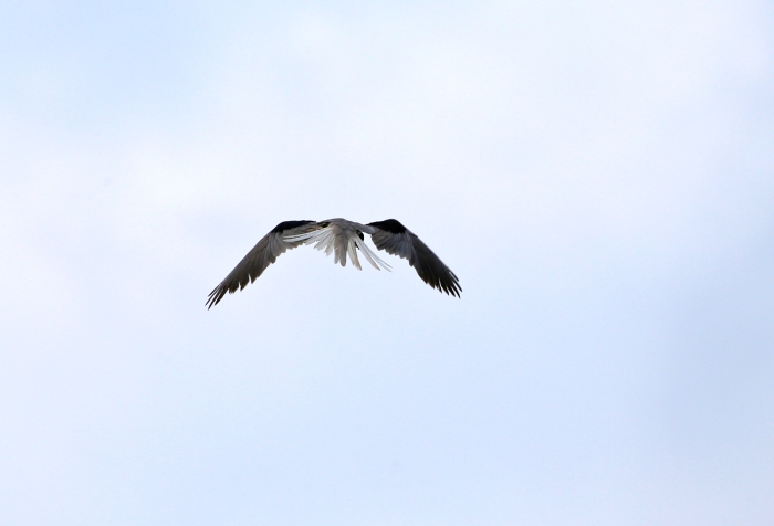 White-tailed Kite, Darién Province, Panama