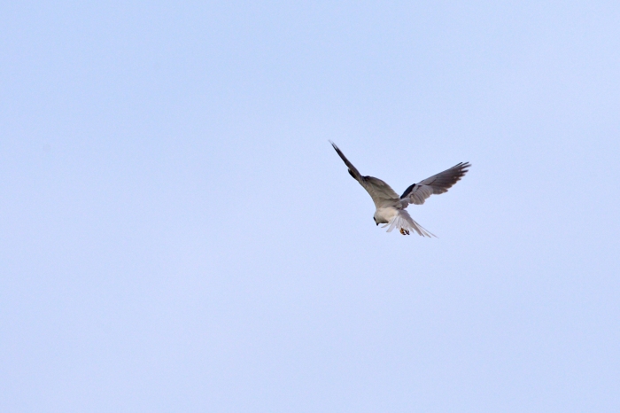 White-tailed Kite, Darién Province, Panama