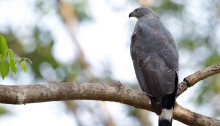 Crane Hawk, Pantanal, Brazil