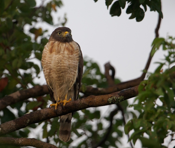 Roadside Hawk at dawn Pantanal, Brazil