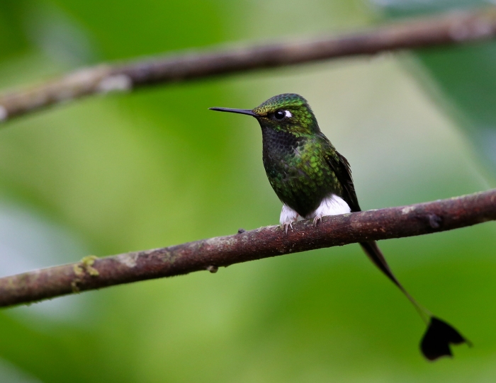 Booted Racket-tail, Buenaventura Reserve, Ecuador