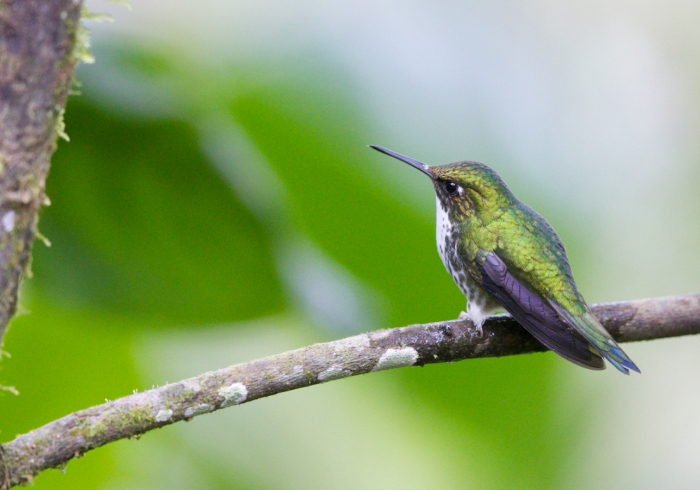 Booted Racket-tail Female, Buenaventura Reserve, Excuador