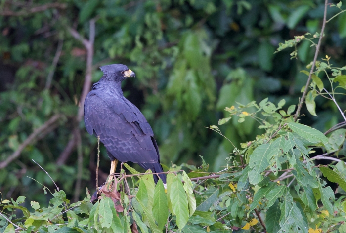 Great Black Hawk, Rio Napo, Ecuador