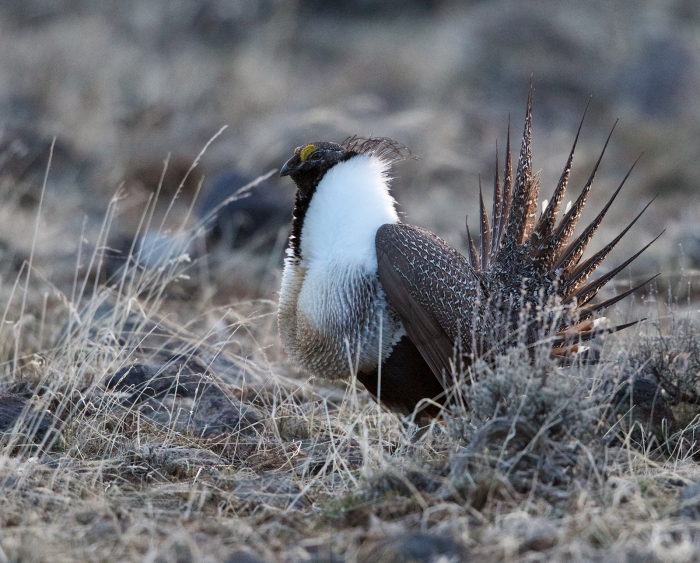 Greater Sage Grouse on a lek, southcentral Idaho