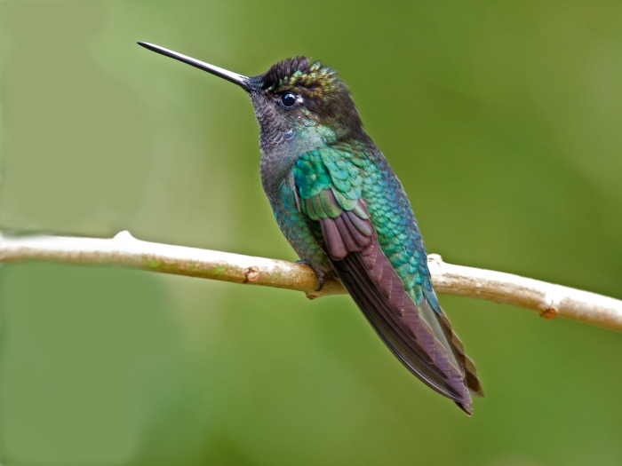 Talamanca Hummingbird, Costa Rica