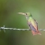 Rufous-tailed Hummingbird, West Slope of the Andes, Ecuador
