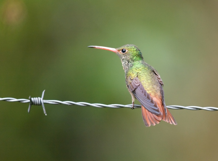 Rufous-tailed Hummingbird, West Slope of the Andes, Ecuador