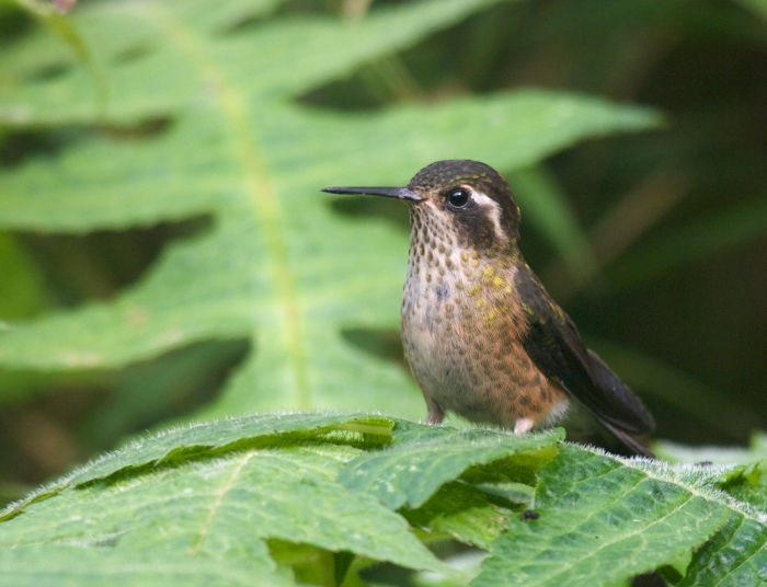 Speckled Hummingbird, Tandayapa Lodge. Ecuador
