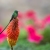 Black-tailed Hummingbird, Ollyatantabo, Peru