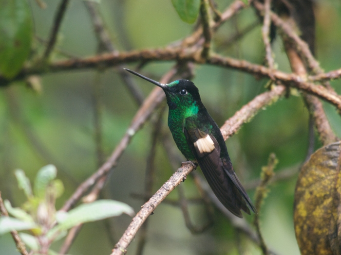 Male Buff-winged Starfrontlet, West Andes cloud forest, Ecuador