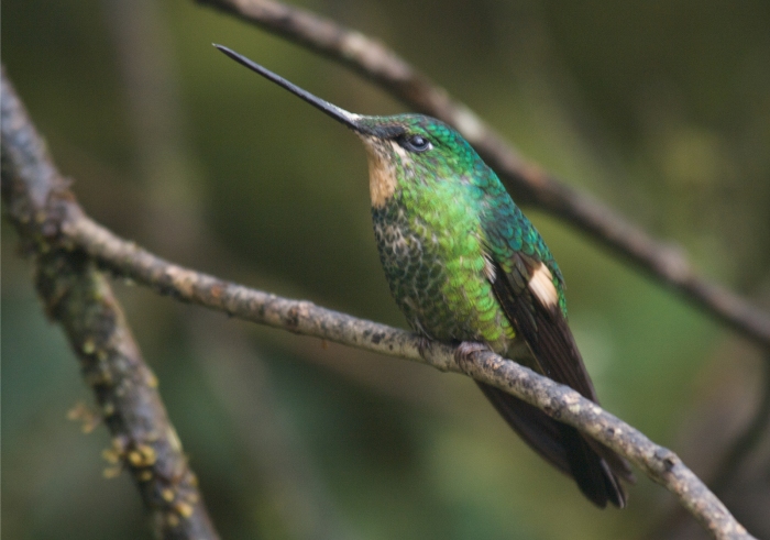 Female Buff-winged Starfrontlet, West Andes cloud forest, Ecuador