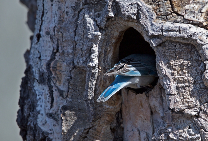 Mountain Bluebird in nest cavity, Bennett Mountains, Idaho