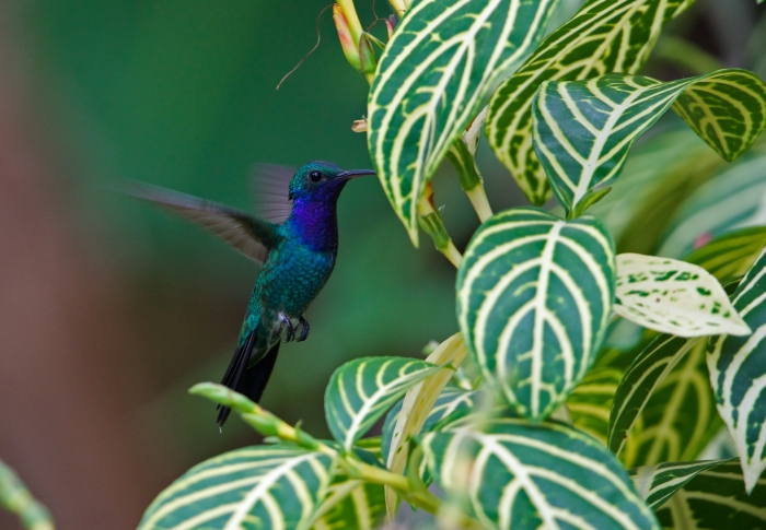 Sapphire-throated Hummingbird, Darién, Panama
