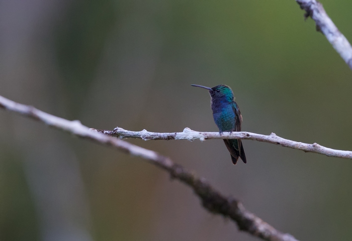 Sapphire-throated Hummingbird, Costa Rica