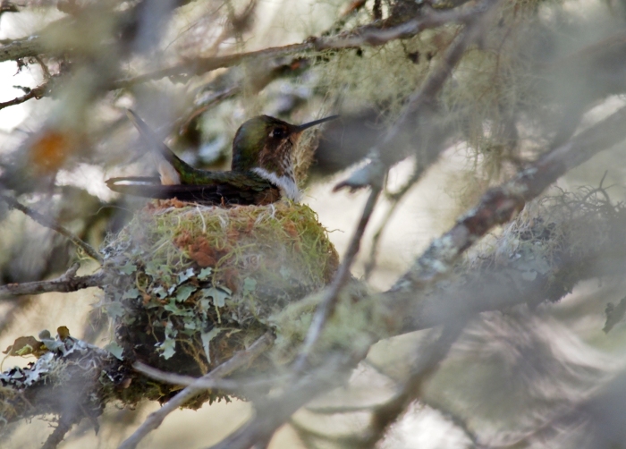 Female Volcano Hummingbird on eggs, Costa Rica