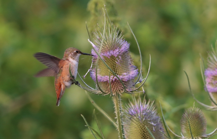 Rufous Hummingbird, Malheur NWR, Oregon