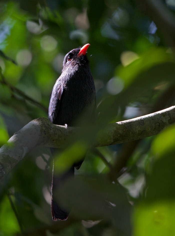 Black-fronted Nunbird, Easter Peru