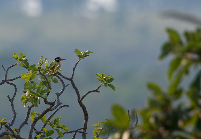 White-eared Puffbird, Pantanal. Brazil