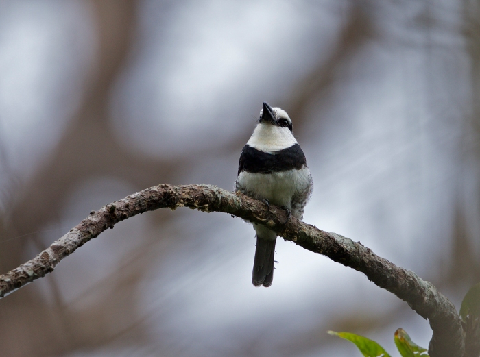White-necked Puffbird, Darién, Panama