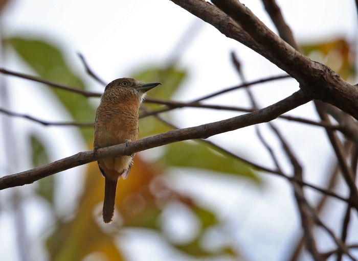 Barred Puffbird. Darién Province, Panama