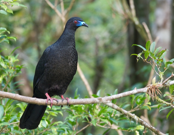 Black Guan, Costa Rica