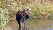 Moose, Silver Creek, Diaho
